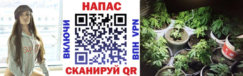 Бошки Шишки Bruce Banner  Котово 
